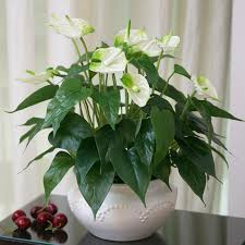 fleurs-artificielles-d-interieur