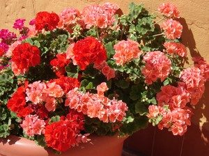 geranium